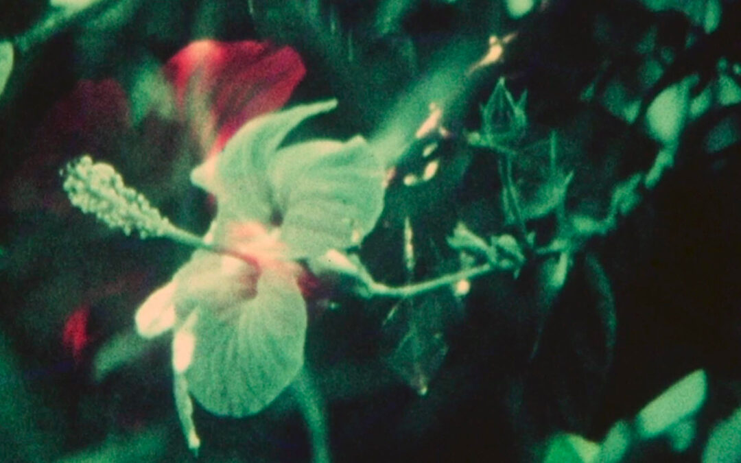 FLOWER OF THE DAY #4